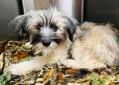 FAYE - ADOPTION IN PROCESS - Terrier available for adoption