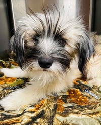 Faye - ADOPTION IN PROCESS - Photo 2