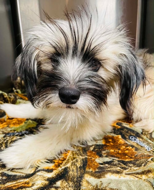 FAYE - ADOPTION IN PROCESS - Terrier available for adoption