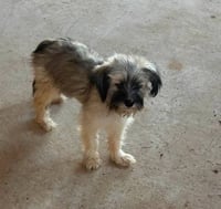 Faye - ADOPTION IN PROCESS - Photo 4