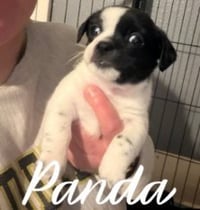 Panda - ADOPTION IN PROCESS - Photo 1