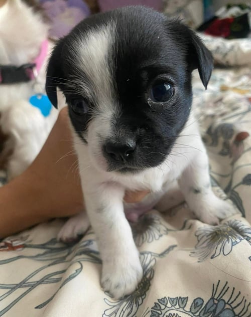 PANDA - ADOPTION IN PROCESS - Boston Terrier available for adoption