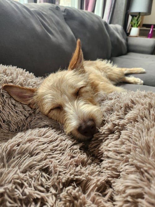 FIESTA - Wirehaired Fox Terrier available for adoption