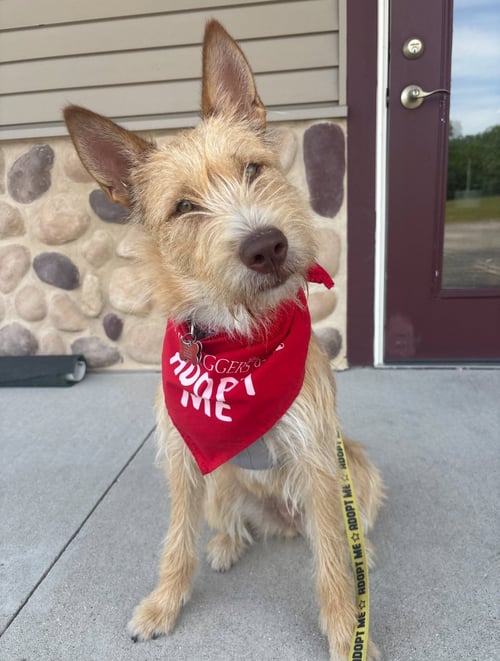 FIESTA - Wirehaired Fox Terrier available for adoption