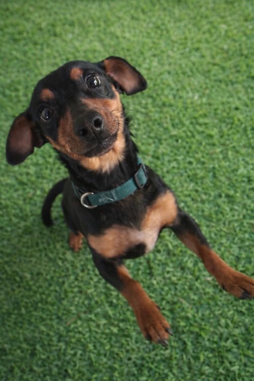 Slinky - ADOPTION IN PROCESS Image