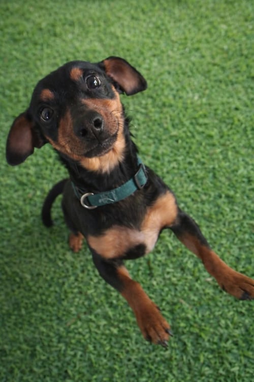 SLINKY - ADOPTION IN PROCESS - Dachshund available for adoption