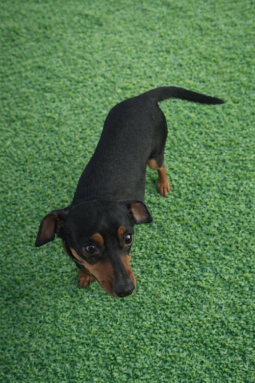 SLINKY - ADOPTION IN PROCESS - Dachshund available for adoption