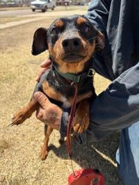 Slinky - ADOPTION IN PROCESS - Photo 3