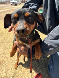 Slinky - ADOPTION IN PROCESS - Photo 4