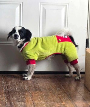 SCOOTER - Chihuahua available for adoption