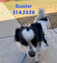 Scooter - Photo 3