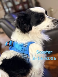 Scooter - Photo 4