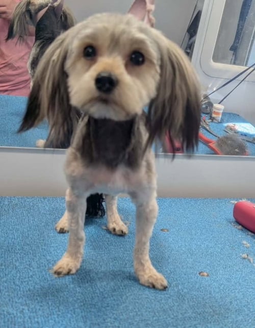 SPONSOR ME - RUBY - Yorkshire Terrier Yorkie available for adoption