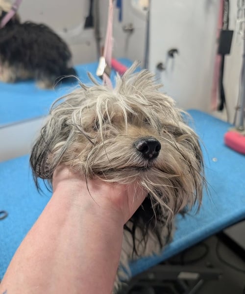 SPONSOR ME - RUBY - Yorkshire Terrier Yorkie available for adoption