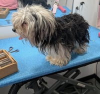 SPONSOR ME - Ruby - Photo 3