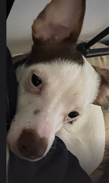 CHOCO - Rat Terrier / Chihuahua available for adoption