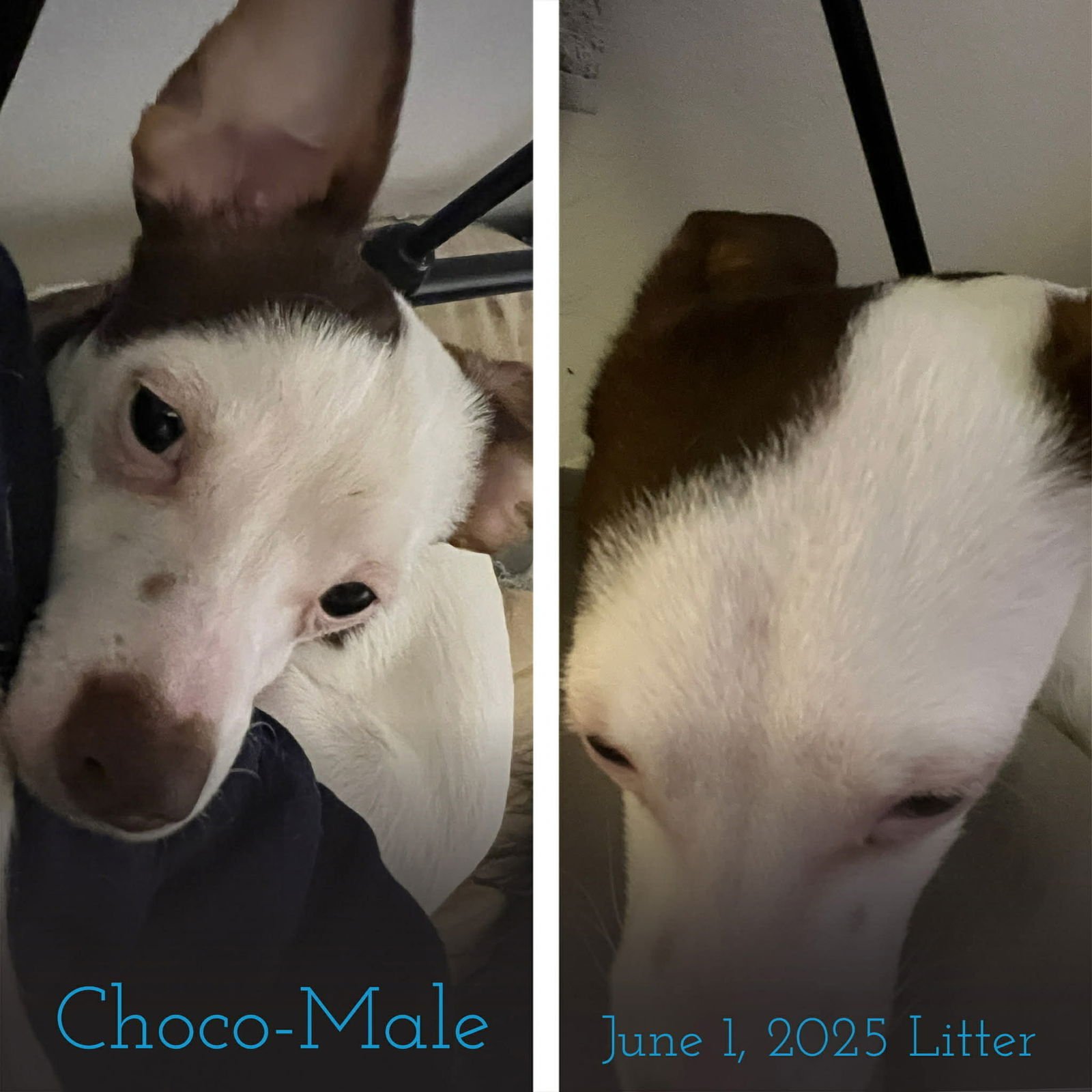 CHOCO - Rat Terrier / Chihuahua available for adoption