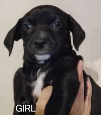 SPONSOR OR FOSTER ME - Georgia - Photo 1