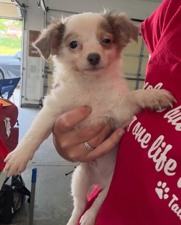 Beckham - ADOPTION IN PROCESS Image