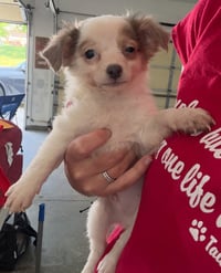 Beckham - ADOPTION IN PROCESS - Photo 1