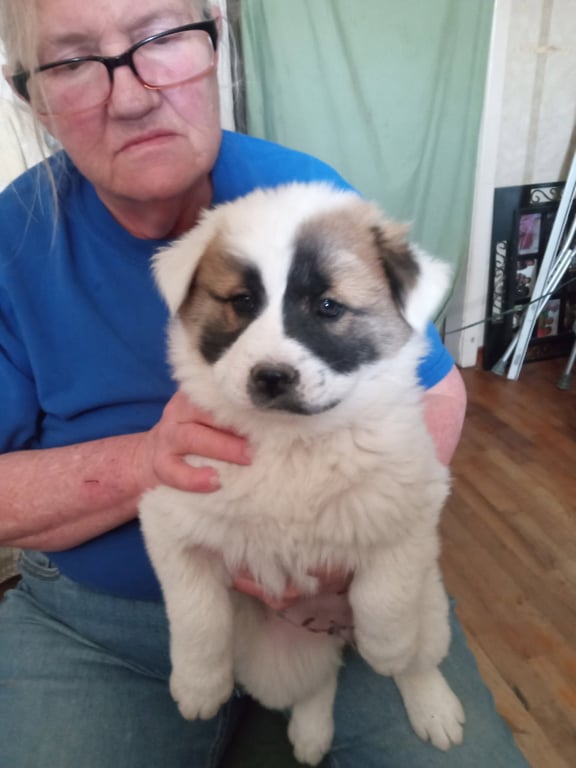 Marty - ADOPTION IN PROCESS Image