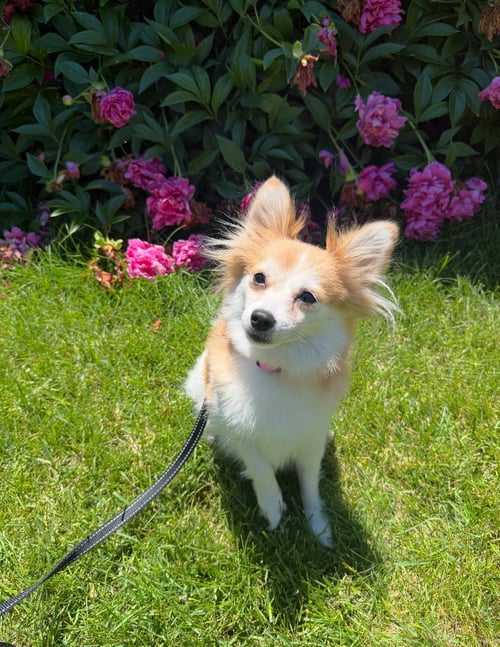 HONEY - ADOPTION PENDING