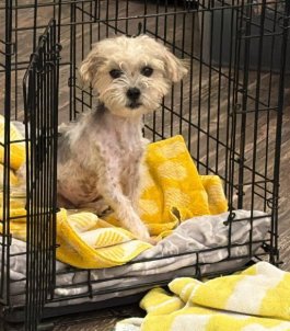PUMPKIN - Maltese available for adoption