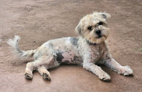 PUMPKIN - Maltese available for adoption