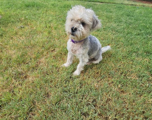 PUMPKIN - Maltese available for adoption
