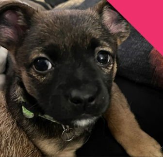 ELLE - ADOPTION IN PROCESS - Rat Terrier / Chihuahua available for adoption