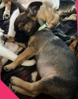 ELLE - ADOPTION IN PROCESS - Rat Terrier / Chihuahua available for adoption