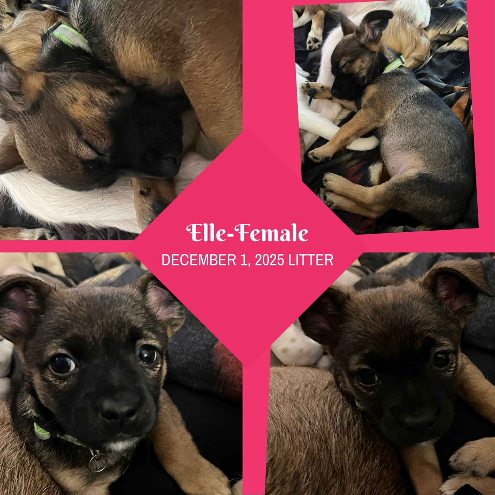 Elle - ADOPTION IN PROCESS - Photo 3