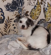 Pip - ADOPTION IN PROCESS - Photo 1