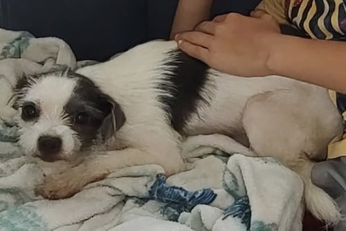 PIP - ADOPTION IN PROCESS - Terrier available for adoption