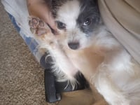 Pip - ADOPTION IN PROCESS - Photo 3