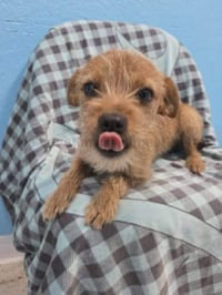 FOSTER ME - Jill - Photo 1