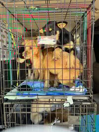 FOSTER ME - Jill - Photo 2