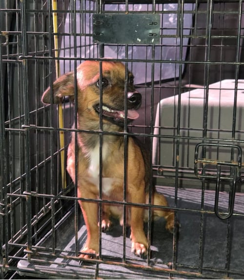 NACHO - Chihuahua available for adoption