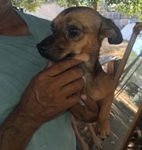NACHO - Chihuahua for adoption in Milwaukee