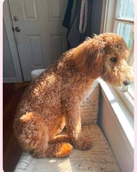 Posie - ADOPTION IN PROCESS - Photo 1