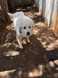 SPONSOR OR FOSTER ME - Apollo - Photo 4