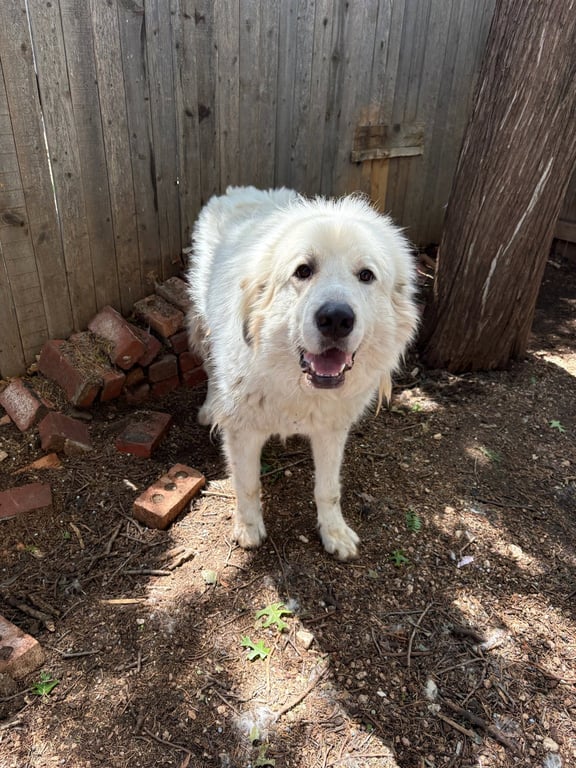 SPONSOR OR FOSTER ME - Apollo Image