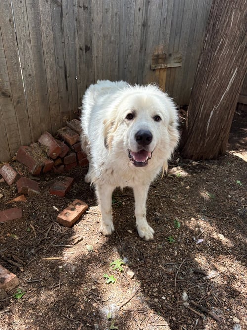 SPONSOR OR FOSTER ME - APOLLO - Great Pyrenees available for adoption