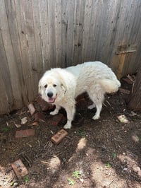 SPONSOR OR FOSTER ME - Apollo - Photo 3