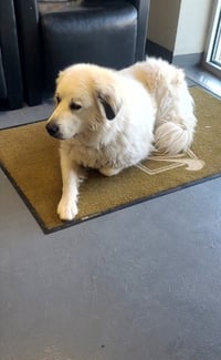 SPONSOR OR FOSTER ME - Apollo - Photo 2