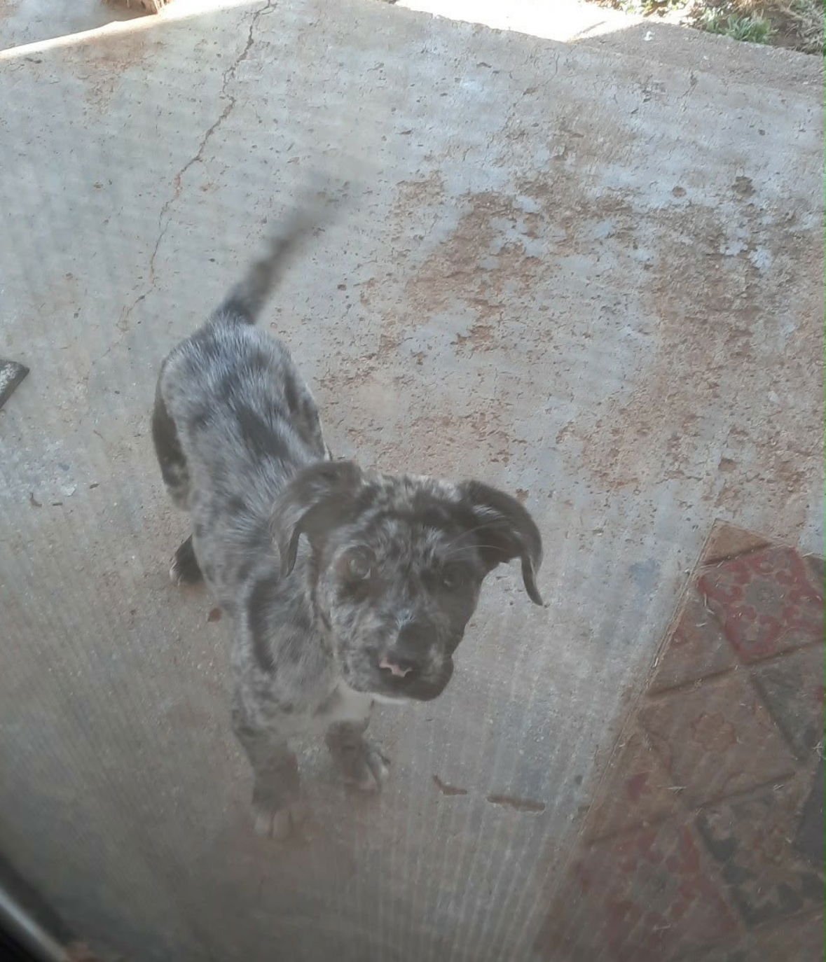 KIMBERLY - ADOPTION IN PROCESS - Australian Shepherd available for adoption