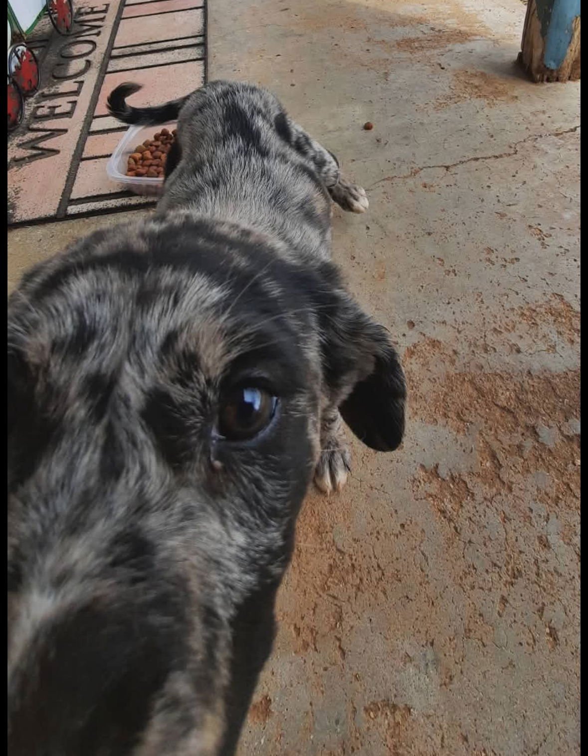 KIMBERLY - ADOPTION IN PROCESS - Australian Shepherd available for adoption