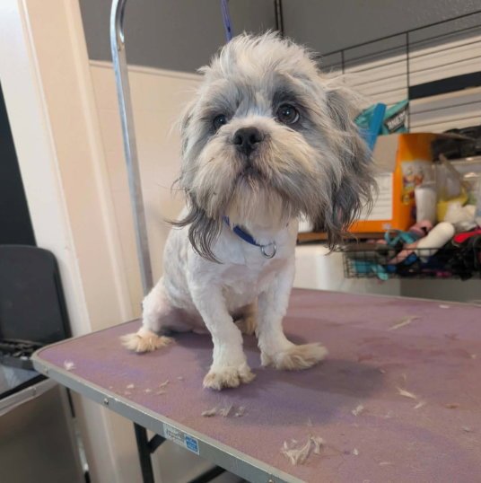 Holden - ADOPTION IN PROCESS Image