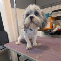 Holden - ADOPTION IN PROCESS - Photo 1