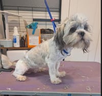 Holden - ADOPTION IN PROCESS - Photo 2
